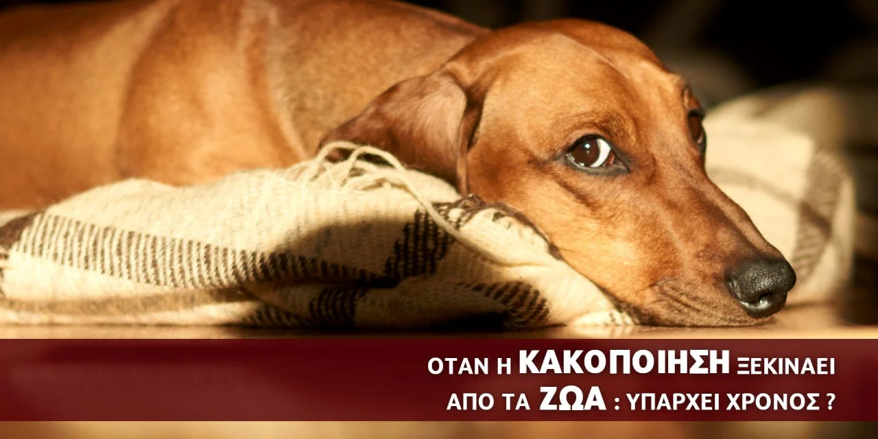 ΣΒΙΕ Σεμινάριο για την κακοποίηση ζώων