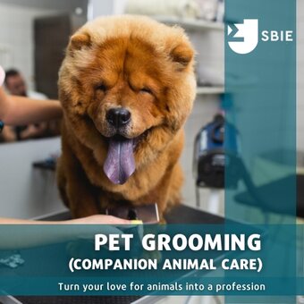 Pet Grooming image